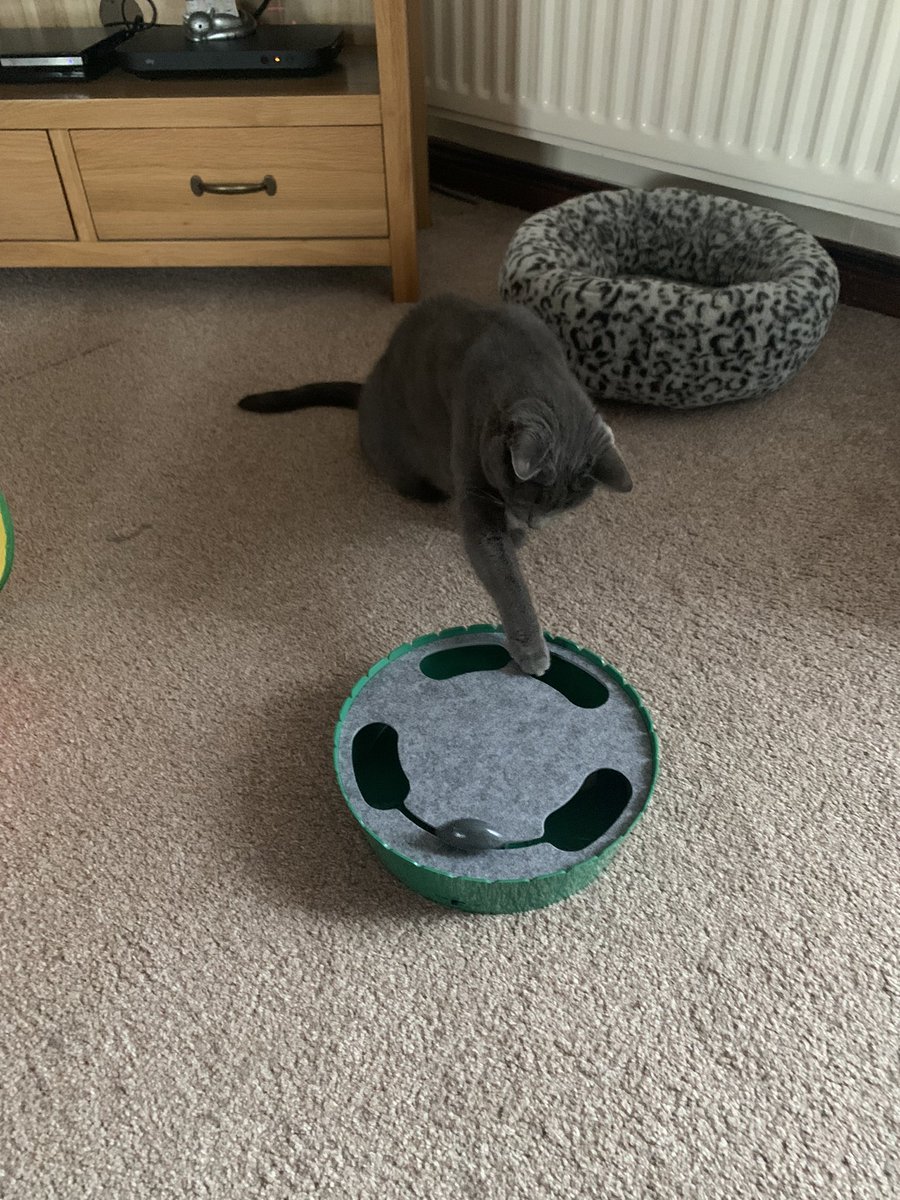 It is Bluebell’s Gotcha Day 😻 six years ago today a tiny little abandoned kitten got her new home 😻🐾🐾 #Gotcha extra treats and a new toy today #Cats