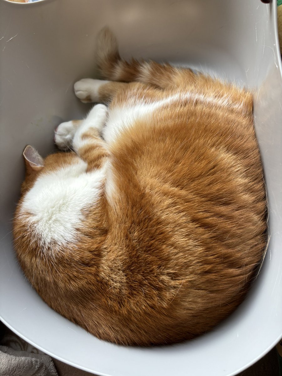 7月21日
こんにちは( *ˊᗜˋ)ﾉꕤ*.ﾟ
三連休もあっという間に最終日🥹

今日は塾に缶詰の日(lll′-｀lll)グッタリ‥
せっかくの祝日㊗️なのに
（´・ω・`）ｼｮﾎﾞｰﾝ
夜は遊びたい｡ﾟ(ﾟ´ω`ﾟ)ﾟ｡

お休みの皆様は
夕方からの時間も満喫してね🥰

画像は今朝のチョコ🐈

#猫好きさんと繋がりたい𓏲𓎨
