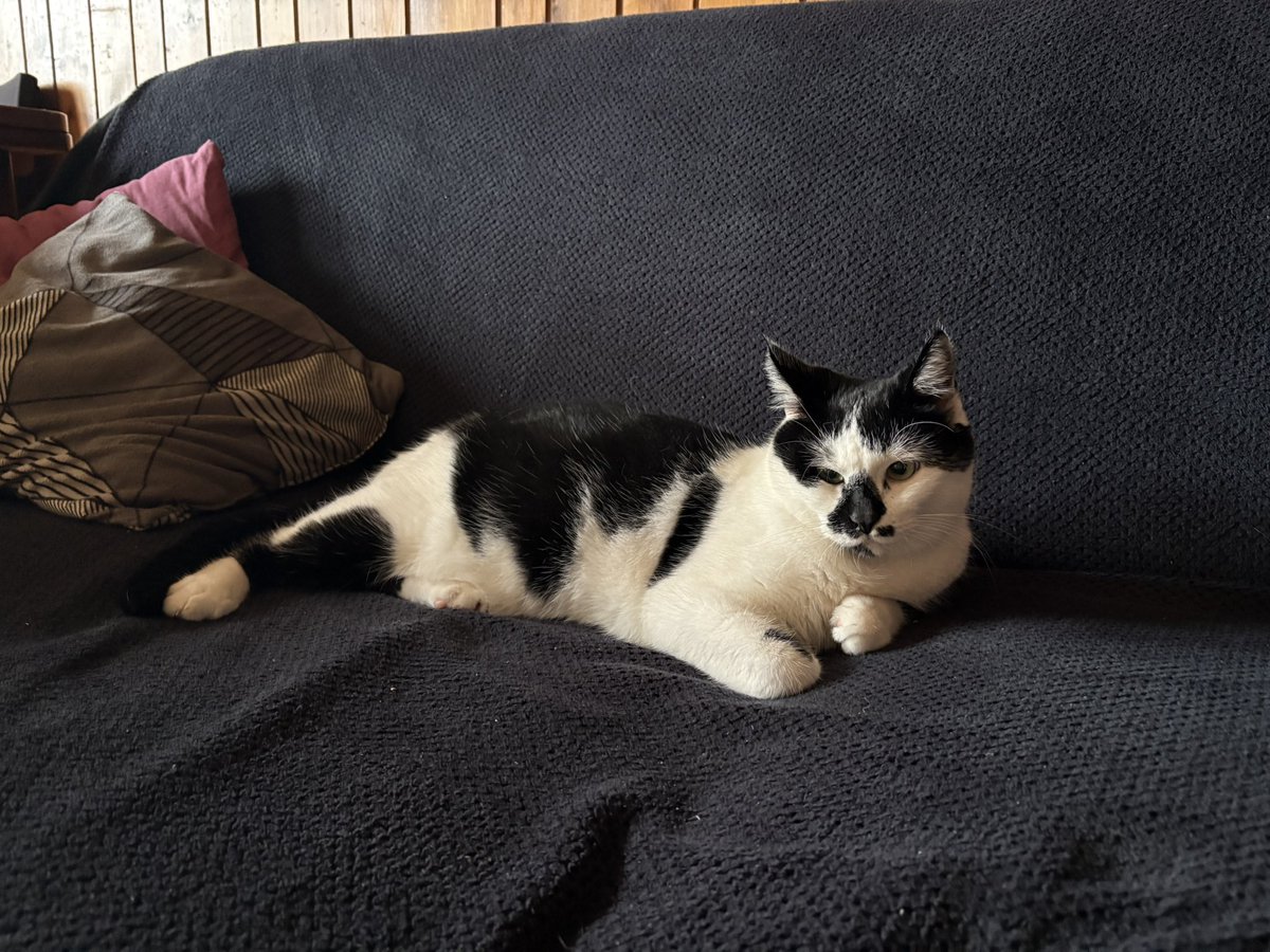 swisscatmax's tweet image. what i do while mother has to go to the store to get me food and litterbox sand