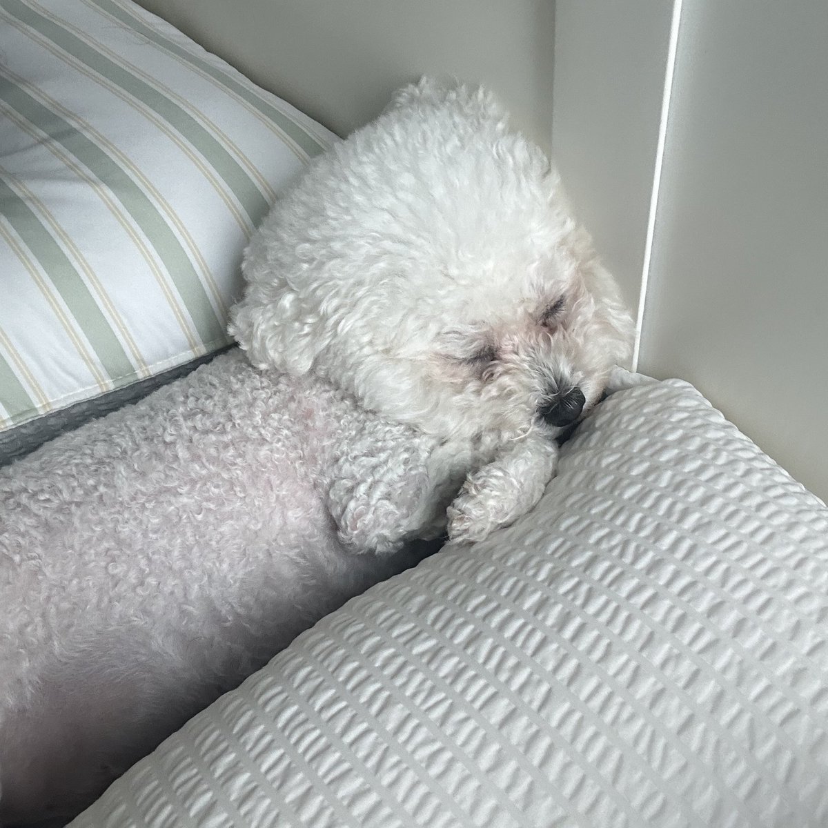 강아띠 몸매가 너무 웃기다
ㅋㅋ 다이어트 당장 돌입