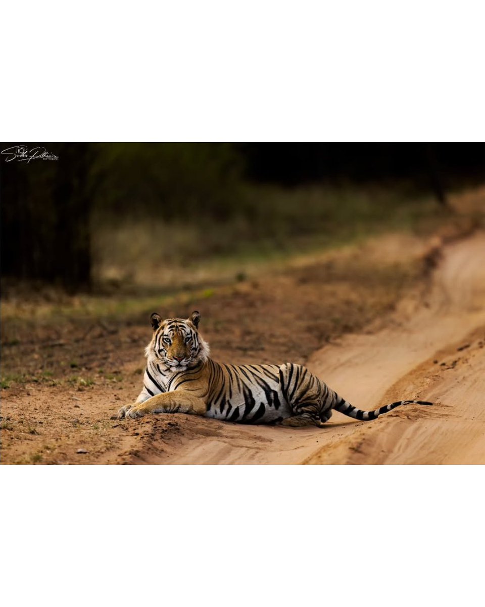 TOEHOLD_TP's tweet image. Our Photographer of the Week, Sudhir Pothanis, brings the wild alive through his lens.
Every shot tells a story you can feel.
#ToeholdPhotoTravel