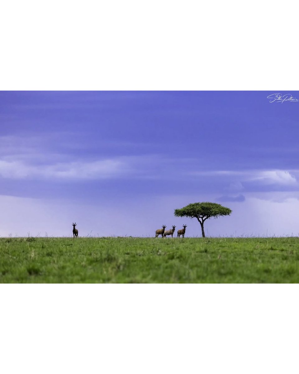 TOEHOLD_TP's tweet image. Our Photographer of the Week, Sudhir Pothanis, brings the wild alive through his lens.
Every shot tells a story you can feel.
#ToeholdPhotoTravel