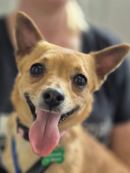 #k9hour 
Zara 2 yr old Jack Russell cross, she's dog friendly and 
loves everyone, needs ongoing training and plenty of 
exercise, she's eager to learn and will be a lovely 
companion, more info/adopt her from 
<a href="/AnimalsInNeedUK/">Animals in Need UK</a>