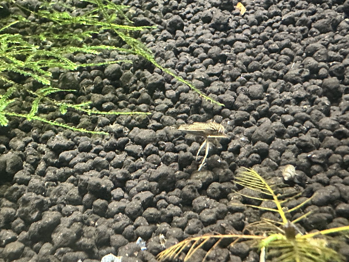 InawashiroAQ's tweet image. ホッケミズムシ
ふくしまの希少な淡水生物のコーナーのマルコガタノゲンゴロウの水槽に展示しました。ピョコピョコ動かす後肢が可愛らしいです。
#ホッケミズムシ #カワセミ水族館 #猪苗代町