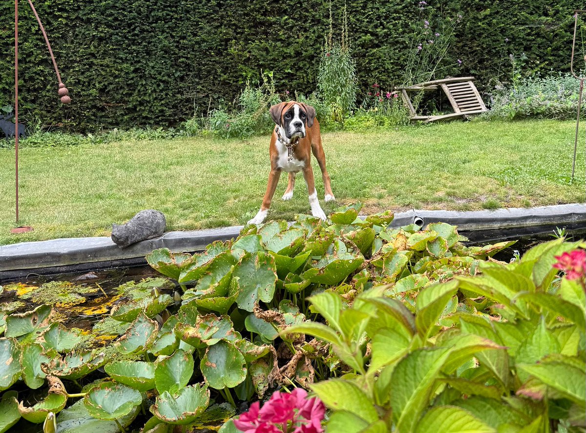 EricGrotens's tweet photo. Onze jonge #gozer op tuinsafari en daarna….😊 #boxer https://t.co/9WWapE0Wh7