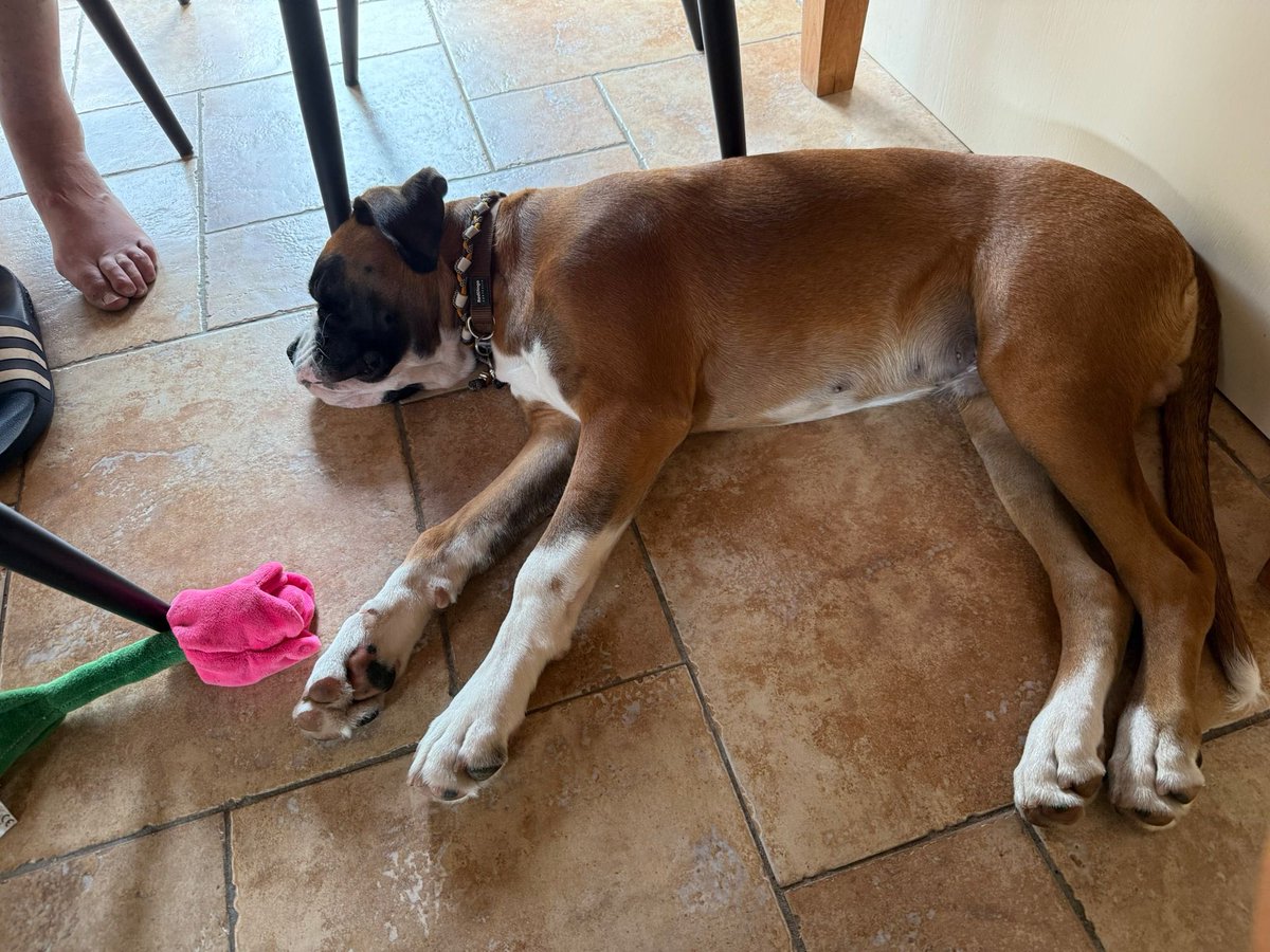 EricGrotens's tweet photo. Onze jonge #gozer op tuinsafari en daarna….😊 #boxer https://t.co/9WWapE0Wh7