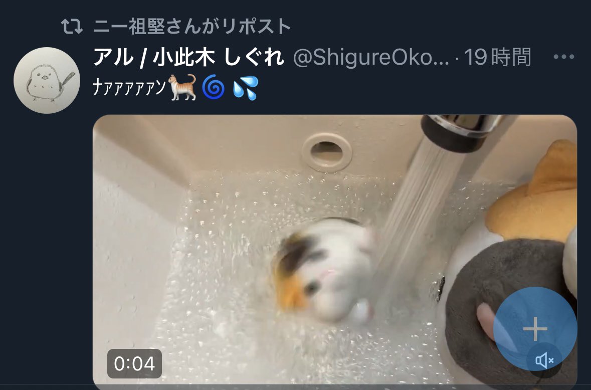 ShigureOkonogi's tweet image. 祖堅さんにシャワーで遊ぶ ぶにゃを見てもらえてありがたいです🐈💨💕
ファッキャの可愛さが更に30万以上広がりました🐈