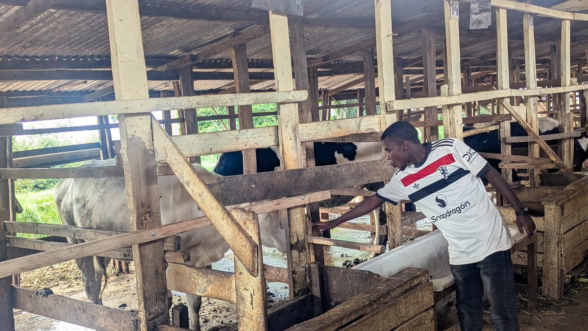 UwaseYves3's tweet image. dreaming about agriculture sustainability shapes the future life where there will be no hunger anymore, every youth is empowered, all gender engaged, and environmental consideration.