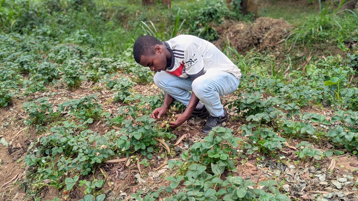 UwaseYves3's tweet image. dreaming about agriculture sustainability shapes the future life where there will be no hunger anymore, every youth is empowered, all gender engaged, and environmental consideration.