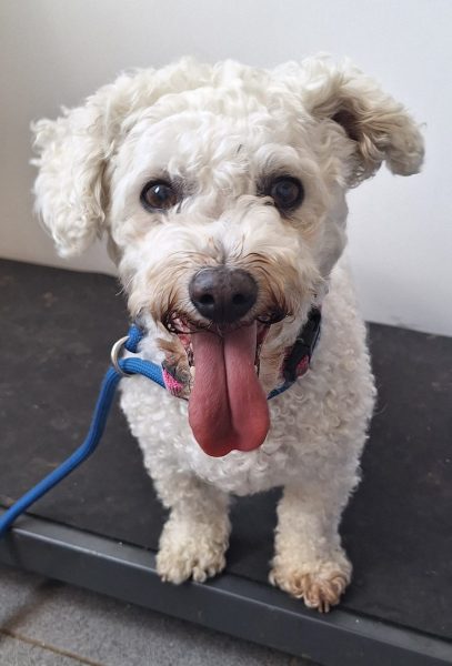 #k9hour
Little Skittles 9 yr old Bichon, she's looking for a quiet 
home where she will get lots of pampering, can live 
with a similar size and age dog, is not used to children, 
will be a lovely companion for an older person, more 
info/adopt her from <a href="/AnimalsInNeedUK/">Animals in Need UK</a>