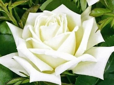 Yorkshire Day Giveaway #6️⃣!

Treat yourself to a touch of beauty inside and out with today's giveaway bundle:

🍾 Win two tickets to the Yorkshire Day Luncheon at Middlethorpe Hall, with a four-course menu by Head Chef Ashley Binder. Also enjoy an indulgent 80-minute Yorkshire