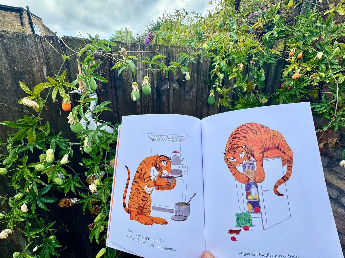 rddikstrabooks's tweet image. Look who came to the garden today… An Tìgear a Thàinig gu Dinneir! He gobbled up all the food in the pots AND the fridge!
“Thàinig an tìgear!” = The tiger came!
“Càite a bheil am biadh?” = Where’s the food?
Such fun reading #Gaelic stories outside! 📖🐅