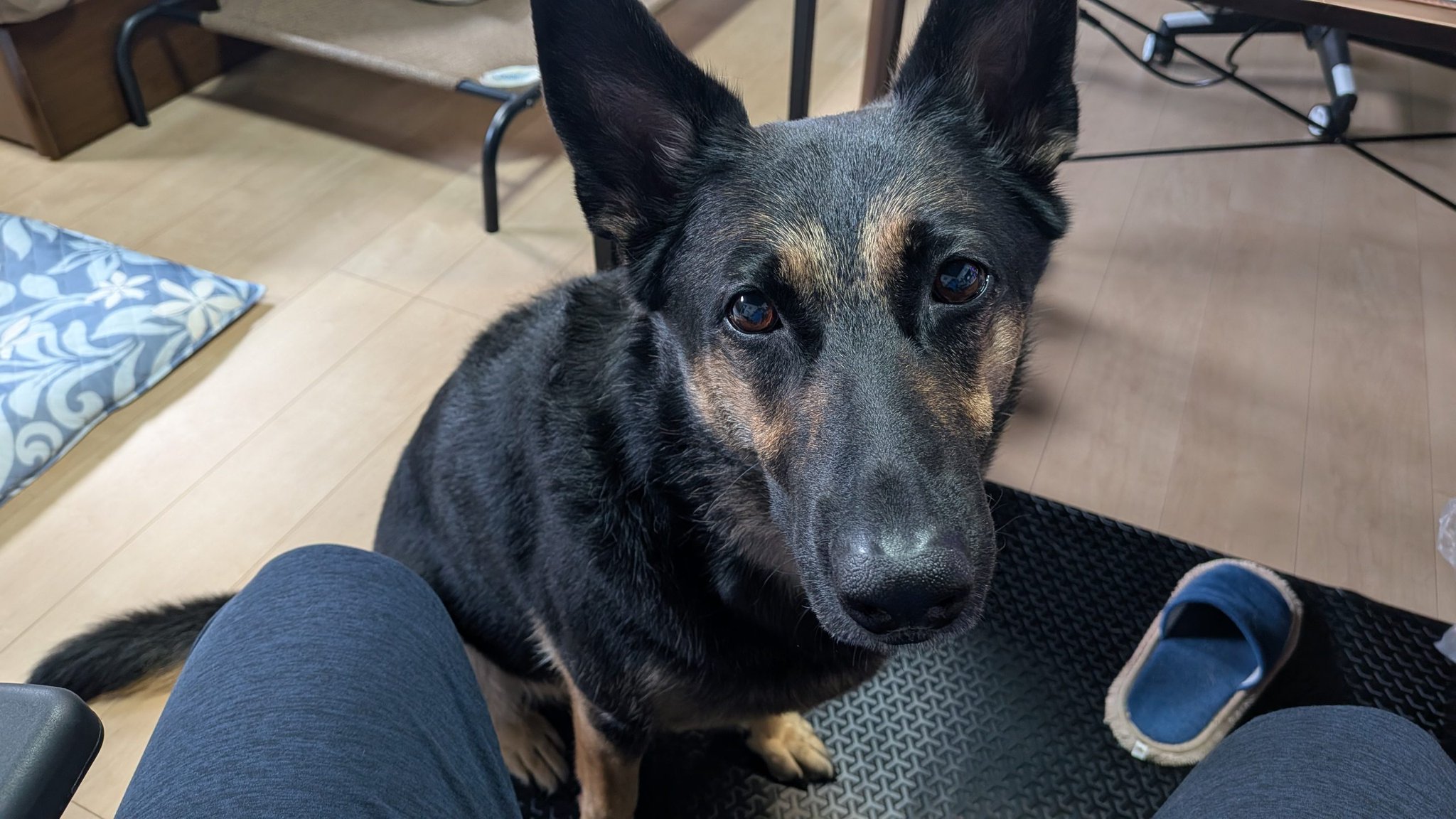 犬 kohasan0930 on X: 