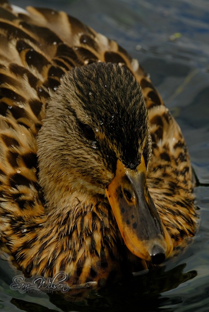 SamWlandscapes's tweet image. Mallards at Rooksbury mill #MallardMonday #ducks