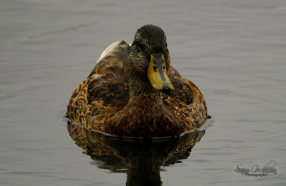 SamWlandscapes's tweet image. Mallards at Rooksbury mill #MallardMonday #ducks