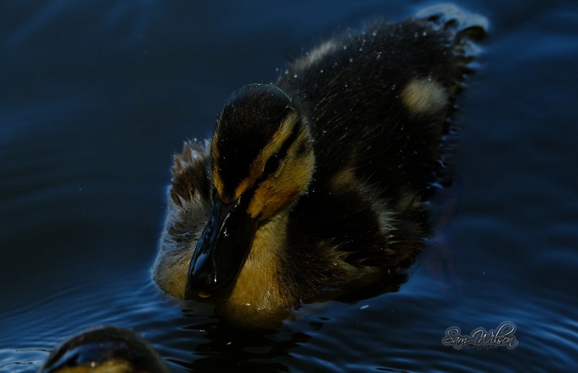 SamWlandscapes's tweet image. Little one in the shade of the trees #MallardMonday #nature