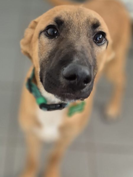 #k9hour 
Cameron Caleb and Charles are 5 month old Lurchers all 
looking for their own homes, they need training from 
scratch,  can live with dog savvy kids and a calm dog to 
teach manners, they are very friendly, more info/adopt 
them from <a href="/AnimalsInNeedUK/">Animals in Need UK</a>