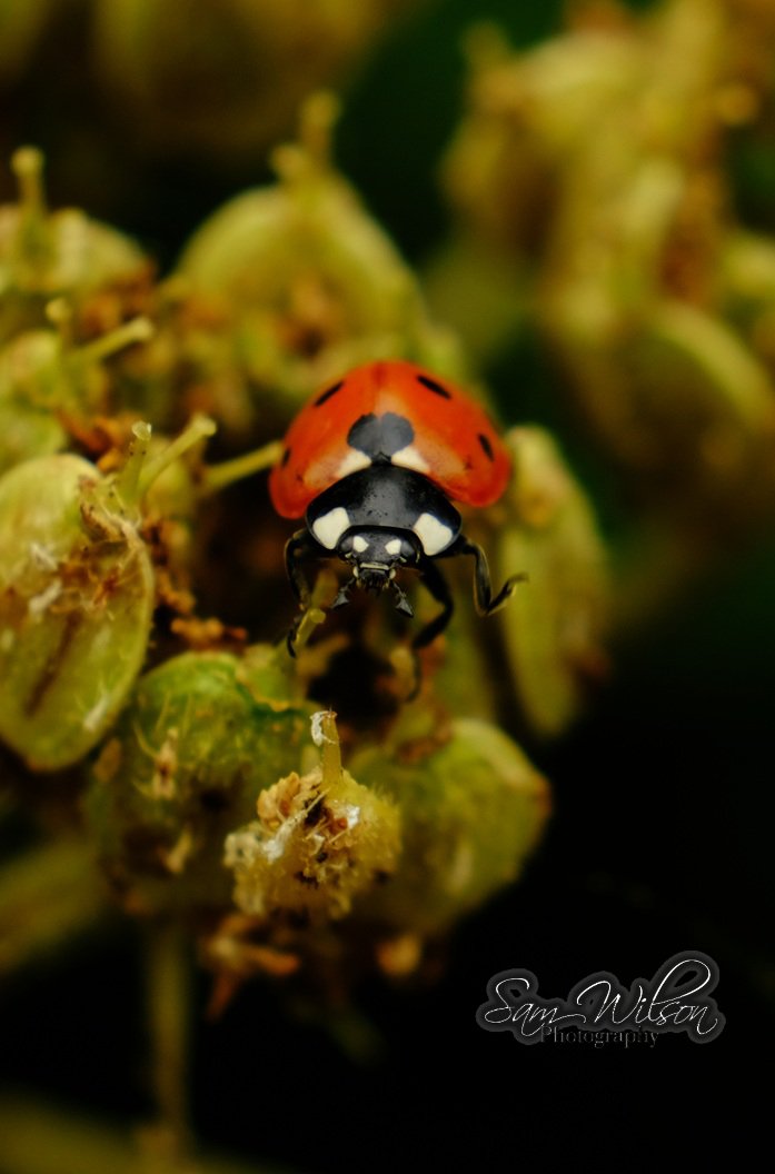 SamWlandscapes's tweet image. Ladybird on a mission #MacroMonday #NaturePhotography