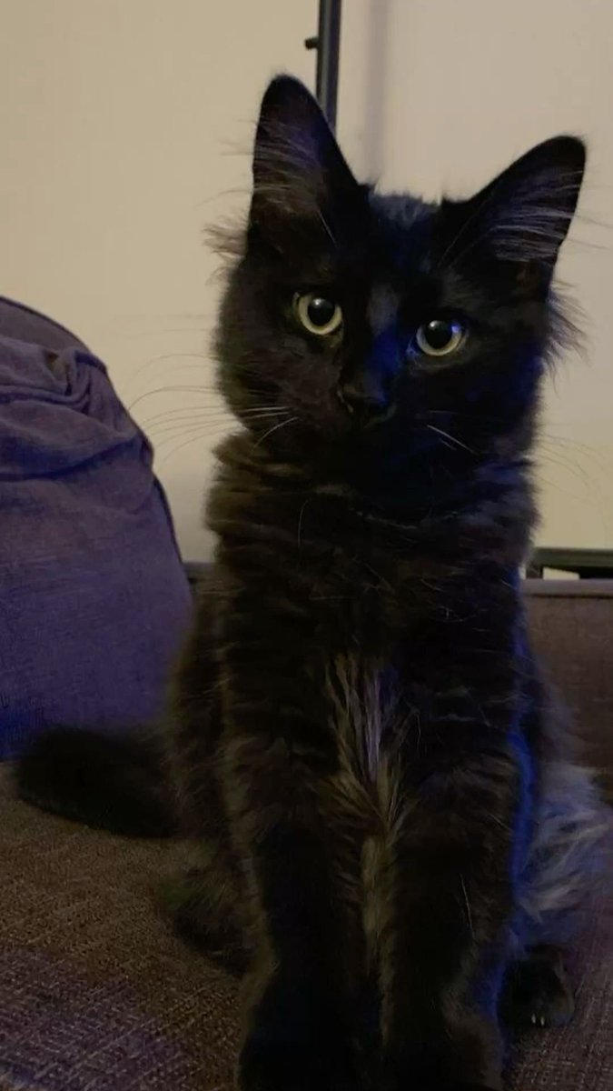 Black cats are not bad luck (@visualscat) on Twitter photo 