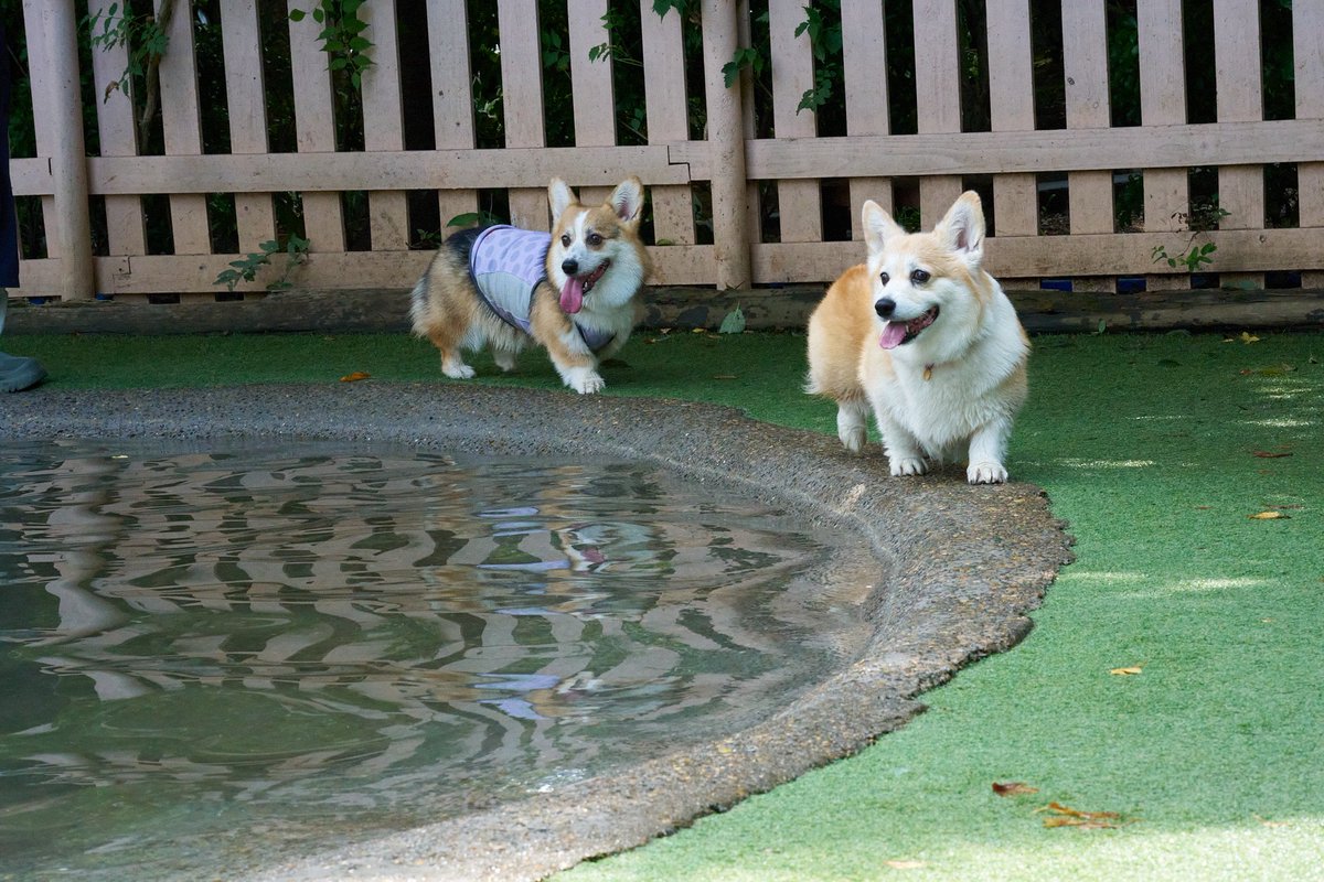 elmoelmodog's tweet image. 朝っぱらから遊んできた。
おけつが躍動感ありありだった。
平和な1日だった。
#コーギー
#コーギーのいる暮らし