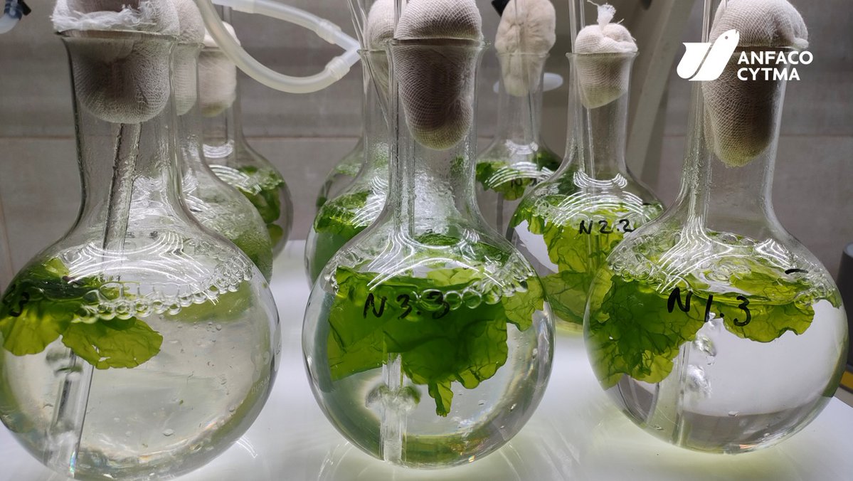 ANFACO-CECOPESCA (@anfacocecopesca) on Twitter photo 🌿 Ulva, una alga verde muy común en nuestras costas, puede ser una gran aliada del medio ambiente.
En <a href="/AnfacoCytma/">ANFACO-CYTMA</a> la cultivamos para mejorar la calidad del agua y generar biomasa útil. 🌿 Ulva, una alga verde muy común en nuestras costas, puede ser una gran aliada del medio ambiente.
En <a href="/AnfacoCytma/">ANFACO-CYTMA</a> la cultivamos para mejorar la calidad del agua y generar biomasa útil.