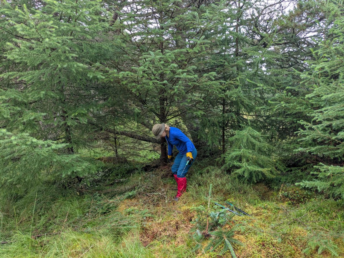 lornaslater's tweet image. Summer volunteering: Before and after! Giving the old pines and the young broadleaves a chance: there's little birch, rowan and oak trees hiding in the heather and moss that will have a chance now that the invading Sitka are cleared. #naturerestoration #naturelovers #rewilding