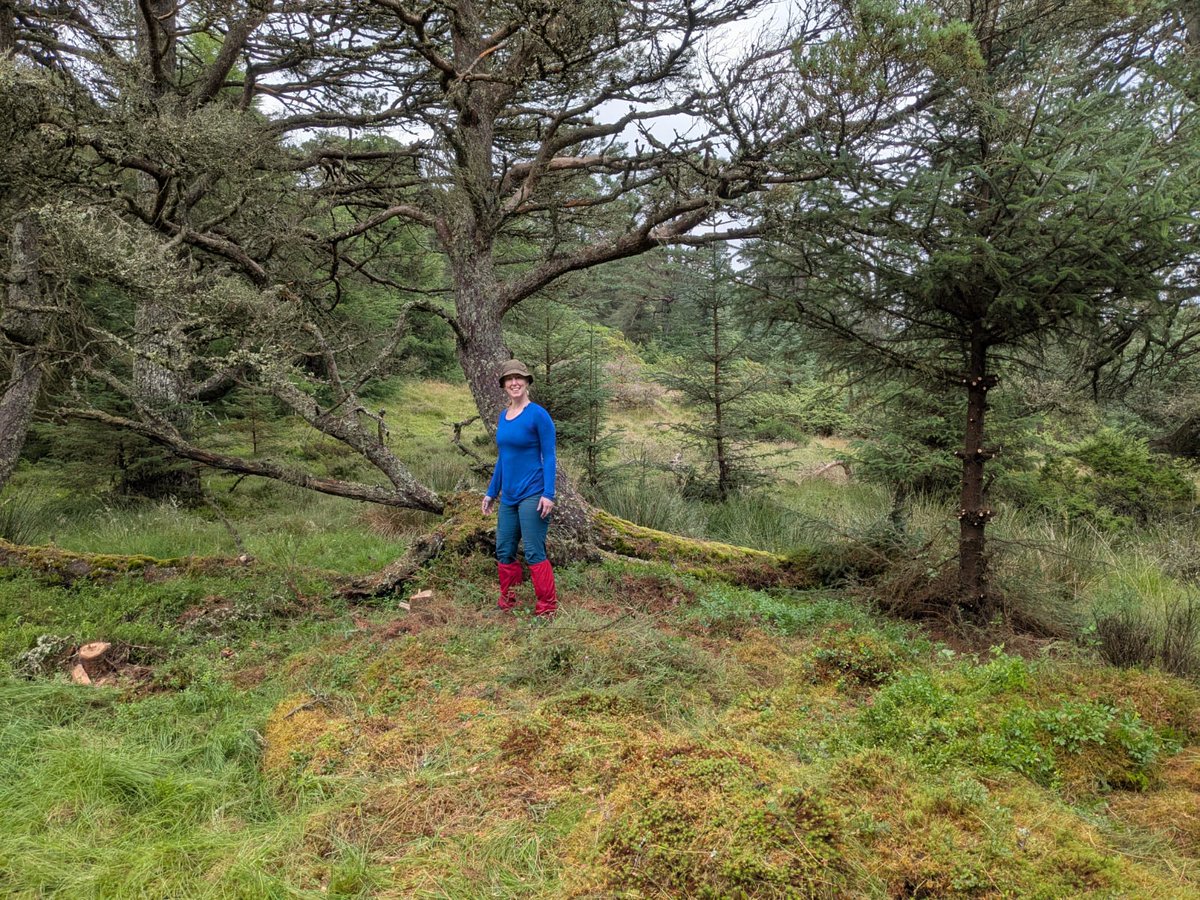 lornaslater's tweet image. Summer volunteering: Before and after! Giving the old pines and the young broadleaves a chance: there's little birch, rowan and oak trees hiding in the heather and moss that will have a chance now that the invading Sitka are cleared. #naturerestoration #naturelovers #rewilding