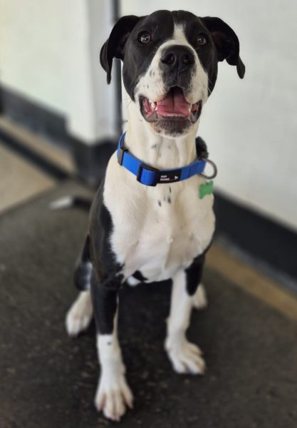 #k9hour 
Moose 6 month old large crossbreed, he needs a 
family with large breed exp committed to training as 
he has a lot to learn, can live with teenagers due to his 
size, nervous of traffic and doesn't understand dog 
language, more info/adopt him from <a href="/AnimalsInNeedUK/">Animals in Need UK</a>