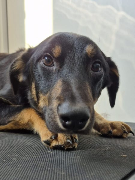 #k9hour 
Skittles and Soda are 8 month old Collie x GSD, they 
need to be rehomed with another dog or together, need 
time to trust people and will need basic and lead 
training, should be ok with sensible older kids, more 
info/adopt from <a href="/AnimalsInNeedUK/">Animals in Need UK</a>