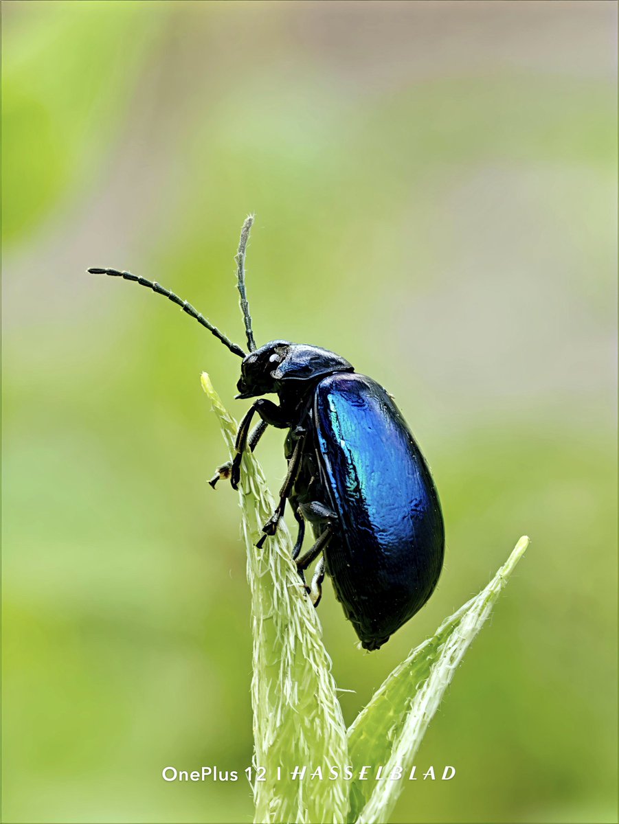 Rajeevprpr's tweet image. Macro Magic
OnePlus 12