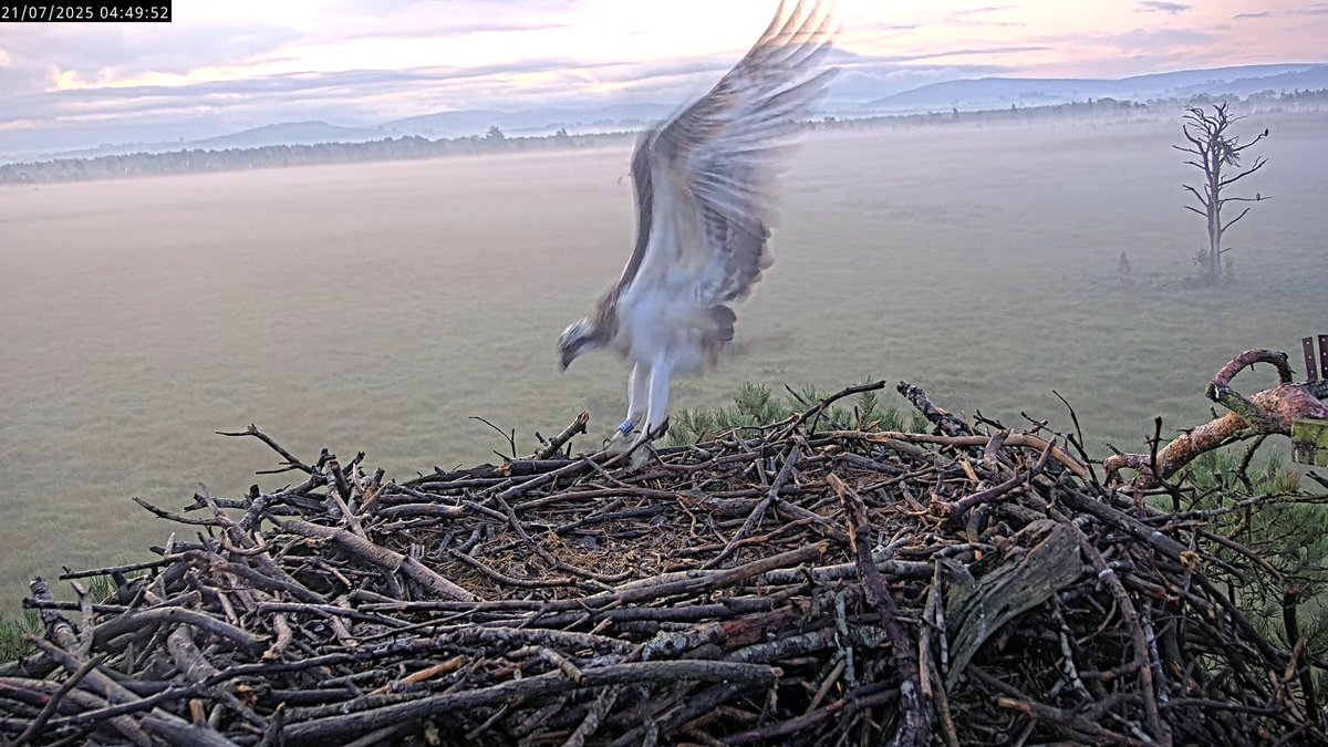 Wheeeeee!!!

Bob 3 flies in to see if there's any sign of breakfast.  He spent the night away from the nest.  All grown up!

#FoulshawOspreys