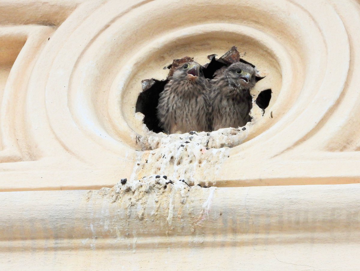 die turmfalken in der schiffamtsgasse haben nachwuchs (und der macht einen ziemlichen radau)