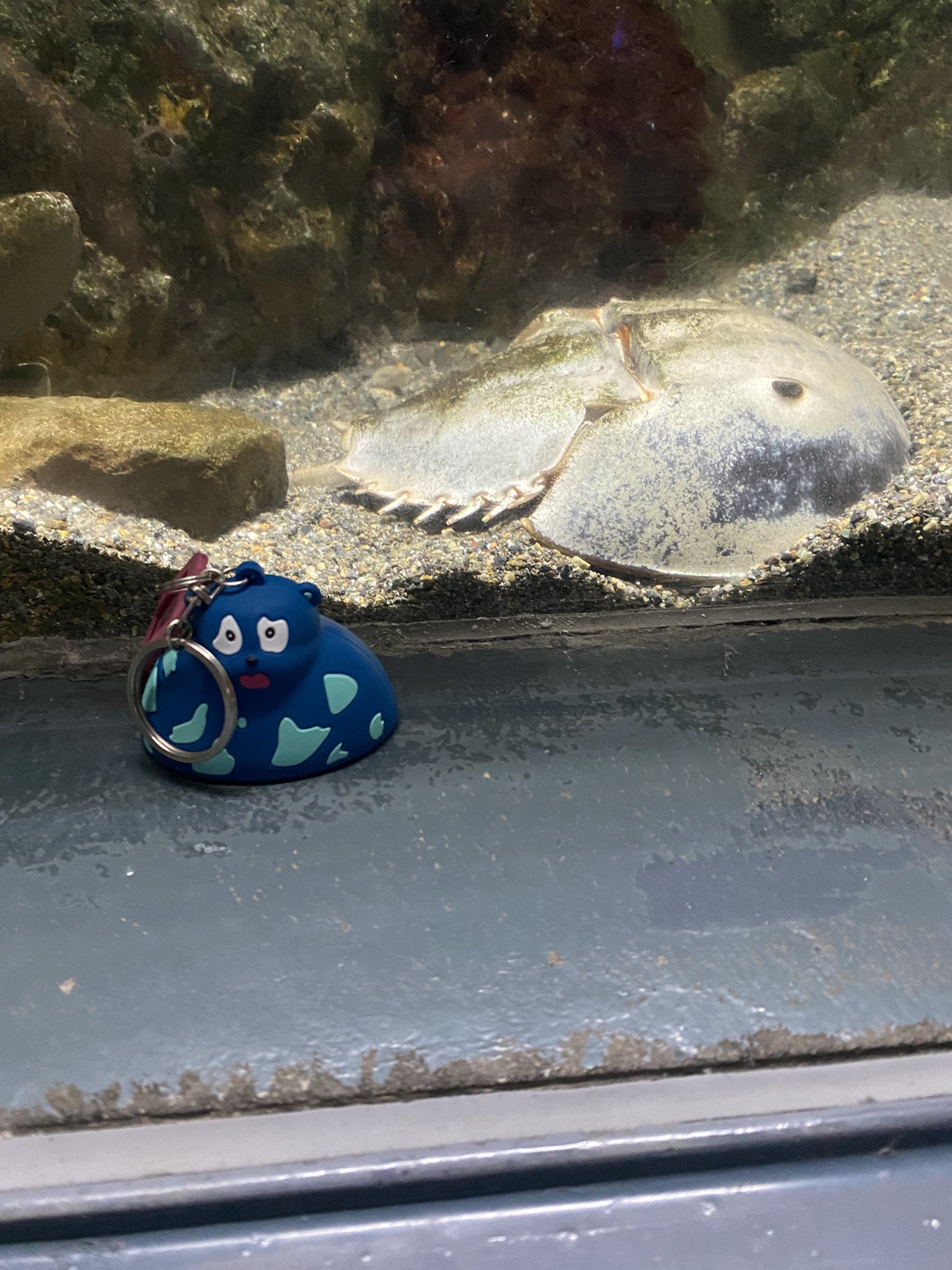 たじパンダ - Search / X