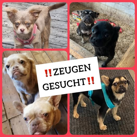 TIERE E.V. Kopie:
Zeugen gesucht
In den letzten 14 Tagen wurden in 14827 Niemegk, 14547 Fichtenwalde, 14822 Brück und Schlalach insgesamt sechs französische Bulldoggen(-Mixe) in schlechtem Pflegezustand gefunden. Inzwischen müssen wir leider davon ausgehen, dass sie aus demselben