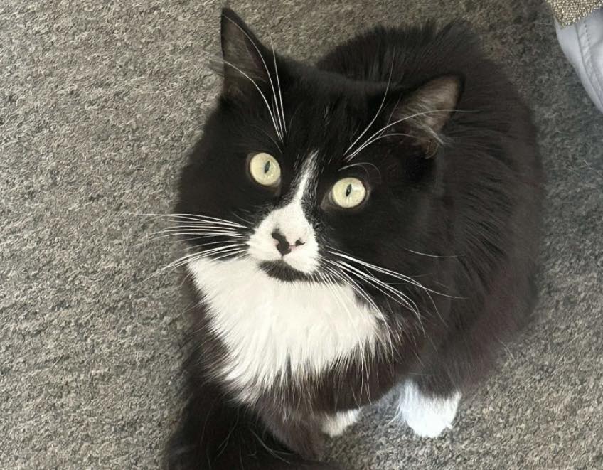 This is Rupert and he has been missing from the Newton Farm area of #hereford since 11th July. He is a very timid cat. Not microchipped.  If you have seen him or have any info pls contact us 🙏