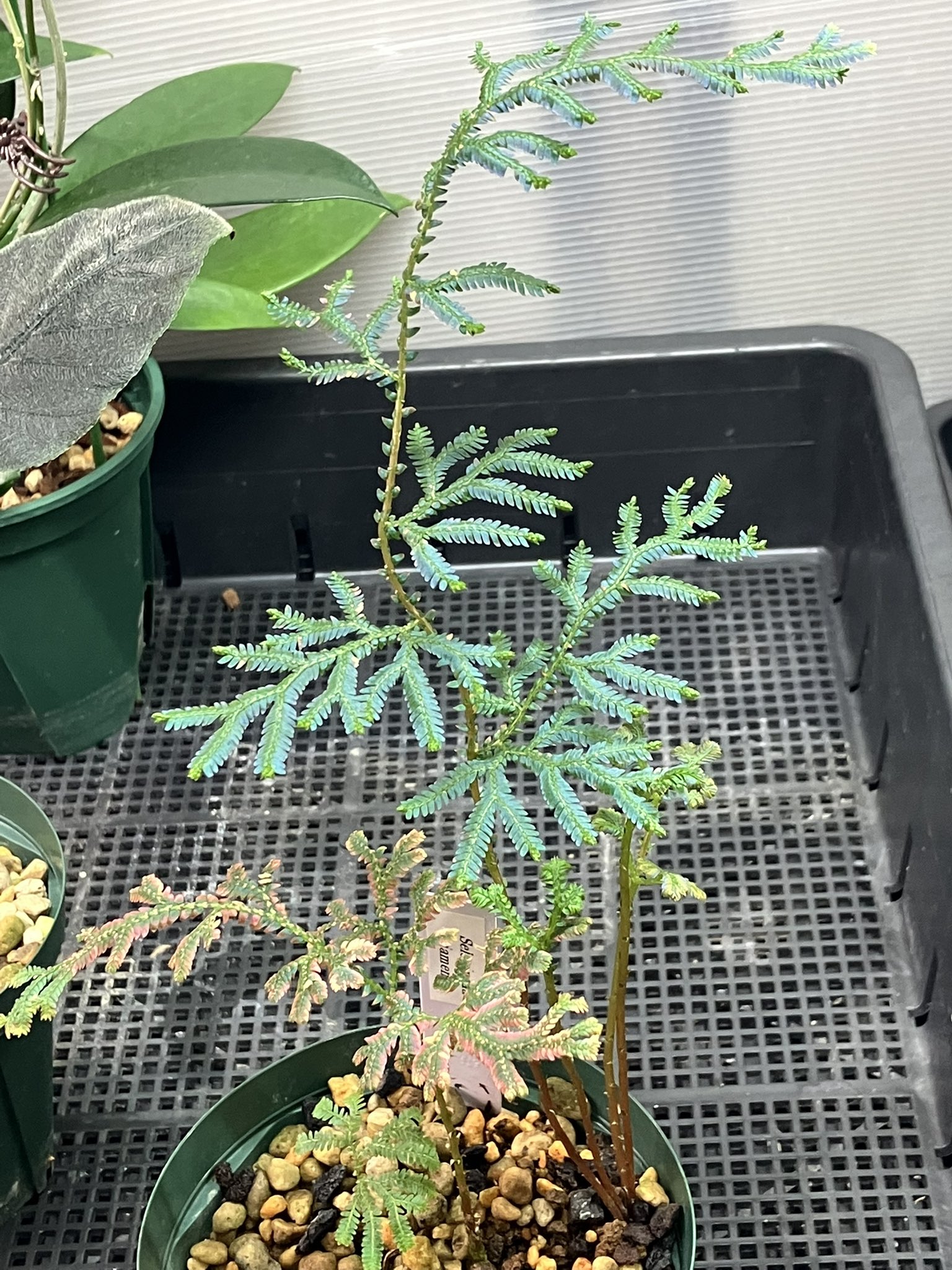 ゼラギネラ　サイアメンシス 大変お待たせいたしました！！】熱帯植物入荷！！ | ヤドク