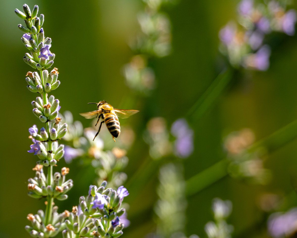 Kweisleitner's tweet image. #Pollinators are in global decline—yet we depend on them for healthy ecosystems and food security. Visualizing them reveals what’s vanishing—and why we must act. Protect pollinator habitats to safeguard our future. 📸
more at European Environment Agency tinyurl.com/yc4pp3ps