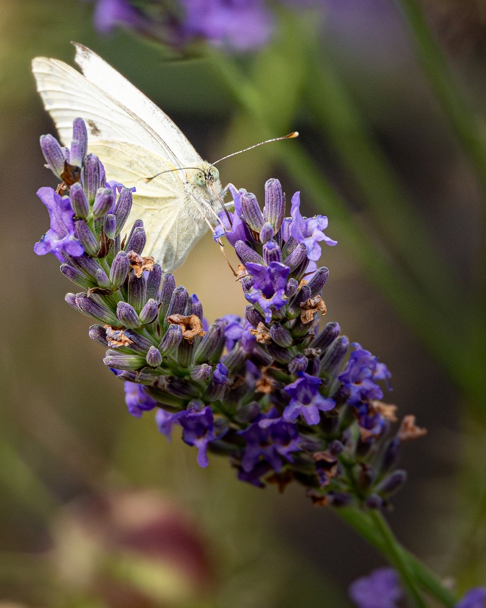 Kweisleitner's tweet image. #Pollinators are in global decline—yet we depend on them for healthy ecosystems and food security. Visualizing them reveals what’s vanishing—and why we must act. Protect pollinator habitats to safeguard our future. 📸
more at European Environment Agency tinyurl.com/yc4pp3ps