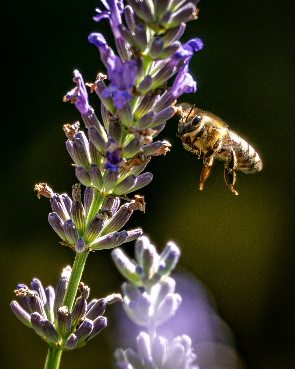 Kweisleitner's tweet image. #Pollinators are in global decline—yet we depend on them for healthy ecosystems and food security. Visualizing them reveals what’s vanishing—and why we must act. Protect pollinator habitats to safeguard our future. 📸
more at European Environment Agency tinyurl.com/yc4pp3ps