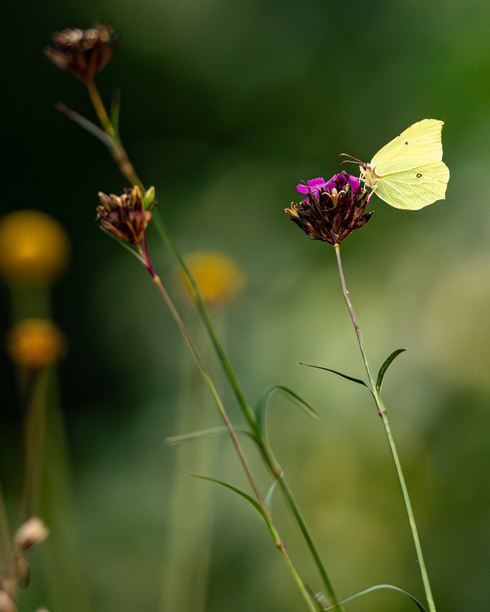 Kweisleitner's tweet image. #Pollinators are in global decline—yet we depend on them for healthy ecosystems and food security. Visualizing them reveals what’s vanishing—and why we must act. Protect pollinator habitats to safeguard our future. 📸
more at European Environment Agency tinyurl.com/yc4pp3ps