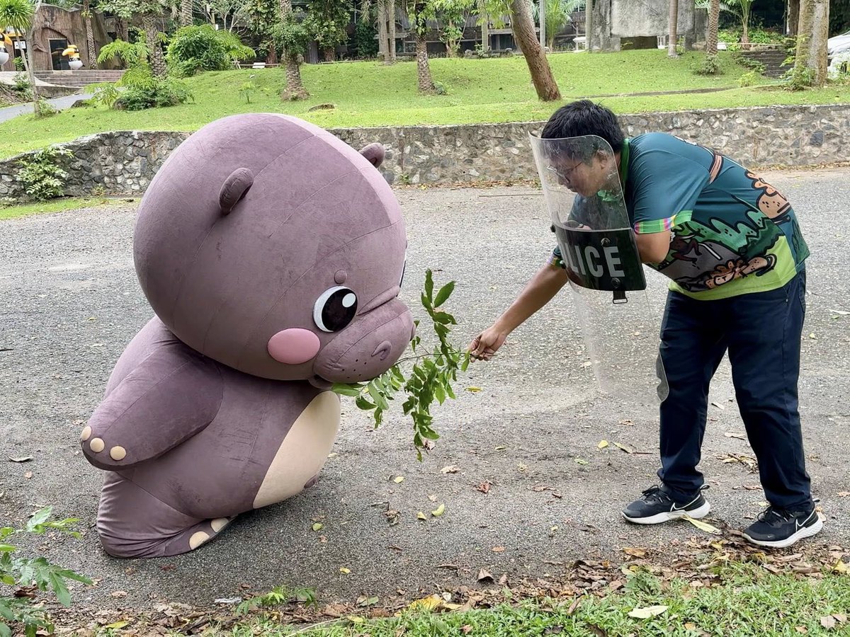 environmanth's tweet image. กรี๊ดลั่น หมูเด้งหลุด?!
ถึงจะแบ๊วเหมือนกันแต่ที่เห็นอยู่นี้ไม่ใช่เหตุการณ์จริงนะ😂 เพราะนี่คือการฝึกซ้อมแบบเล่นใหญ่ของสวนสัตว์เปิดเขาเขียวที่ “ซักซ้อมแผนรับมือสัตว์หลุด” เพื่อเตรียมความพร้อมหากเกิดเหตุการณ์จริงตะหาก
ระหว่างการซักซ้อม…