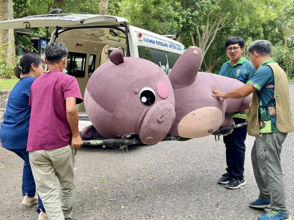 environmanth's tweet image. กรี๊ดลั่น หมูเด้งหลุด?!
ถึงจะแบ๊วเหมือนกันแต่ที่เห็นอยู่นี้ไม่ใช่เหตุการณ์จริงนะ😂 เพราะนี่คือการฝึกซ้อมแบบเล่นใหญ่ของสวนสัตว์เปิดเขาเขียวที่ “ซักซ้อมแผนรับมือสัตว์หลุด” เพื่อเตรียมความพร้อมหากเกิดเหตุการณ์จริงตะหาก
ระหว่างการซักซ้อม…