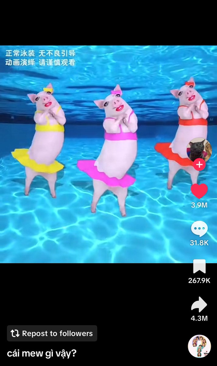 Rayan_sxchi24's tweet image. Now why this video of pigs dancing on what is love have 4.3m shares and 3.9m likes…….