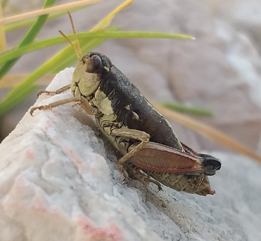 ZooKeys_Journal's tweet image. Description of two new grasshopper species, named after the Greek mountain ranges they inhabit: doi.org/10.3897/zookey…

#endemicspecies #grasshoppers #insects @ebdonana