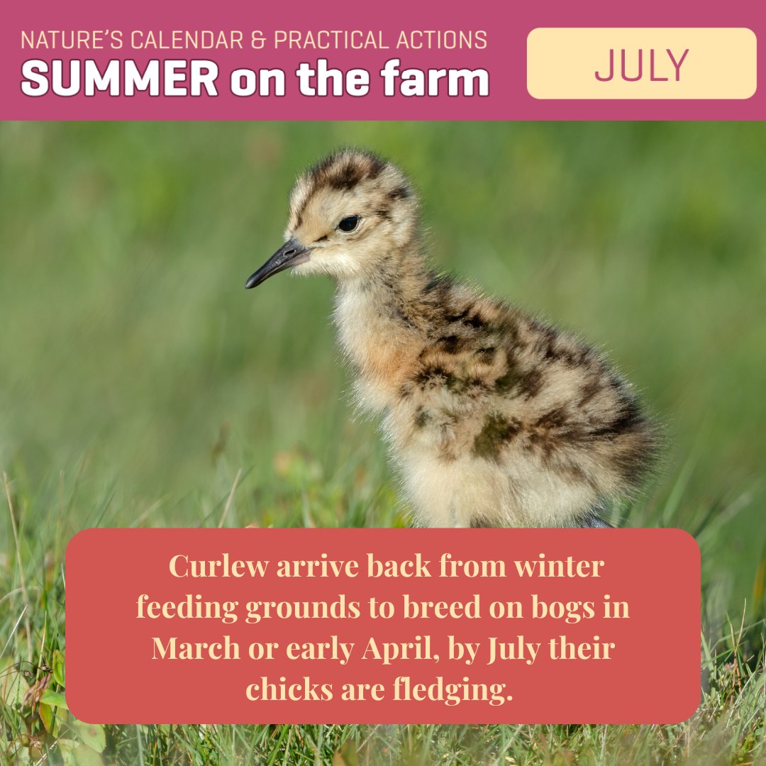 farmfornature's tweet image. Chicks leave the nest within a day or so, and thereafter feed themselves, what good children!
Protecting their peatland habitat can ensure our curlew can continue to breed
Listen out for the haunting call of the curlew across the bog this summer and let us know if you catch it!