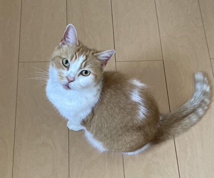 今日で10歳になりました(^-^)！！
Happy birthday to 豆助😺😁