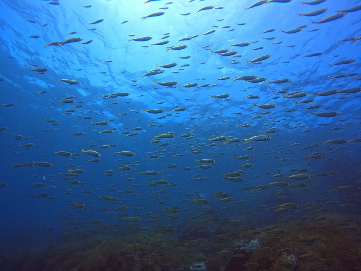 umizono's tweet image. 海中が気持いぃ~日が続いてます。
今日はファン2ボート気持良く潜ってまいりました。
①高瀬 水温24.2度(水深18m)透視度15~20m
②羽尾旧突堤沖側 水温26.0度(水深10m)透視度20m
透視度も良くなってきました。魚影も濃くなってきて海中も真夏となりました。#鳥取 #岩美町 #羽尾 #ダイビング