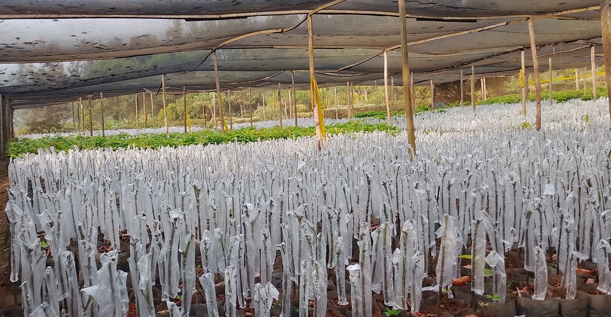 DalilaLtd29918's tweet image. 🌱 A Nursery in White – Grafted and Growing Strong! 🤍
See it for yourself, almost every avocado seedling here is grafted, this is all for you farmers.
We are happy to be your trusted source of grafted seedlings.
#GrowWithDFC #QualitySeedlings