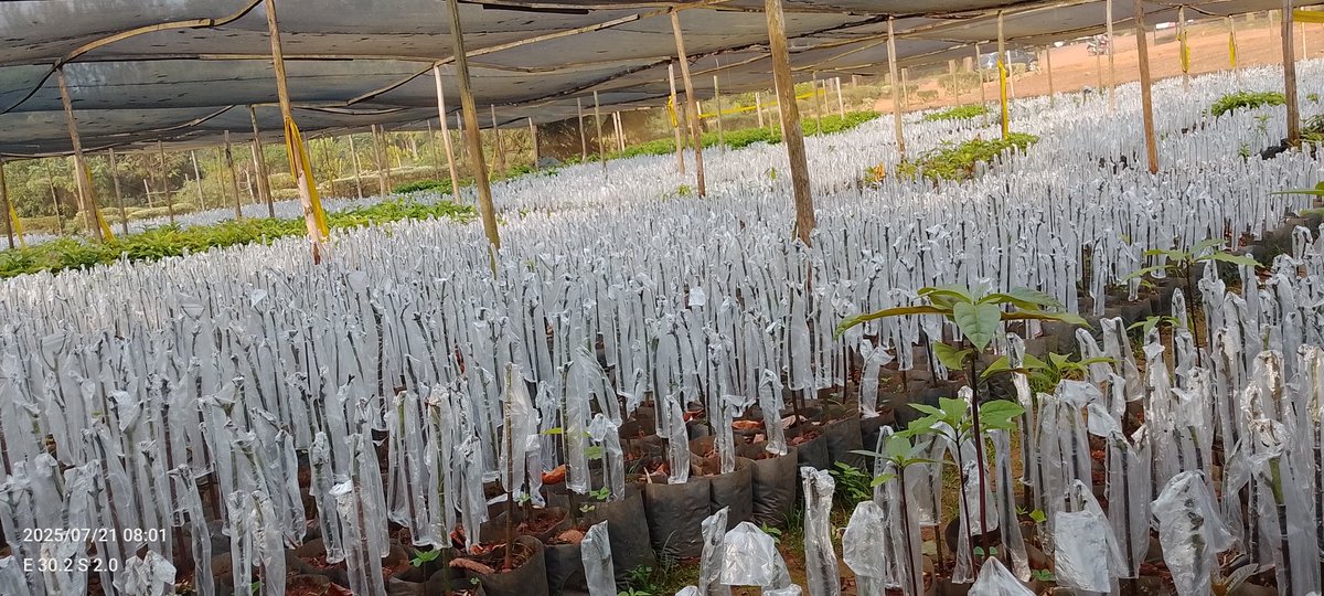 DalilaLtd29918's tweet image. 🌱 A Nursery in White – Grafted and Growing Strong! 🤍
See it for yourself, almost every avocado seedling here is grafted, this is all for you farmers.
We are happy to be your trusted source of grafted seedlings.
#GrowWithDFC #QualitySeedlings