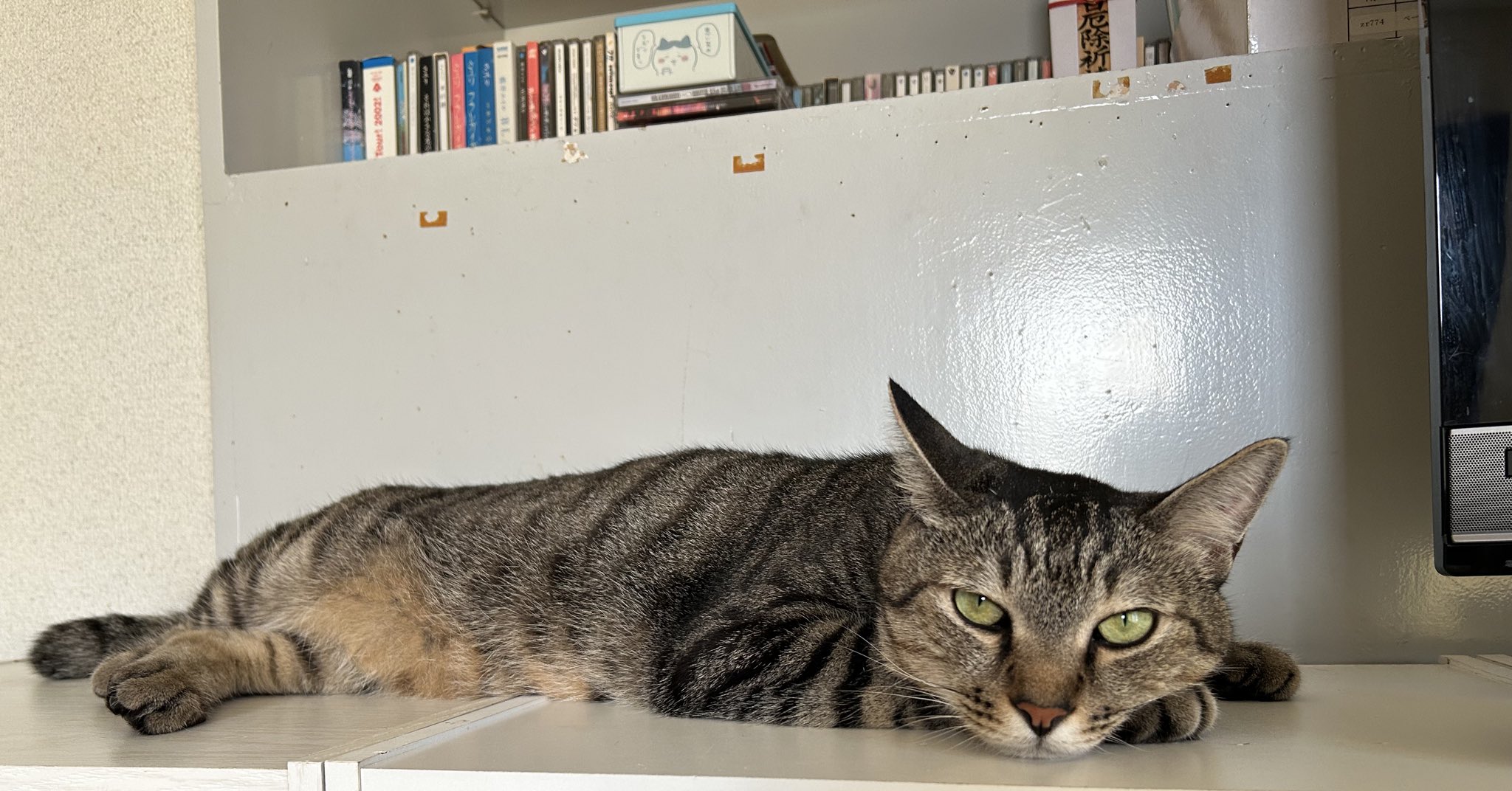 あやしいネコA ゆきの🐈‍⬛ on X: 